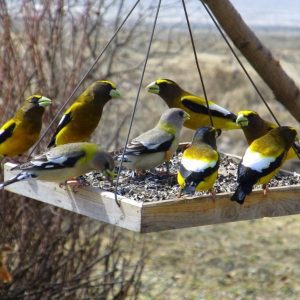 Flock feeding on backyard feeder.