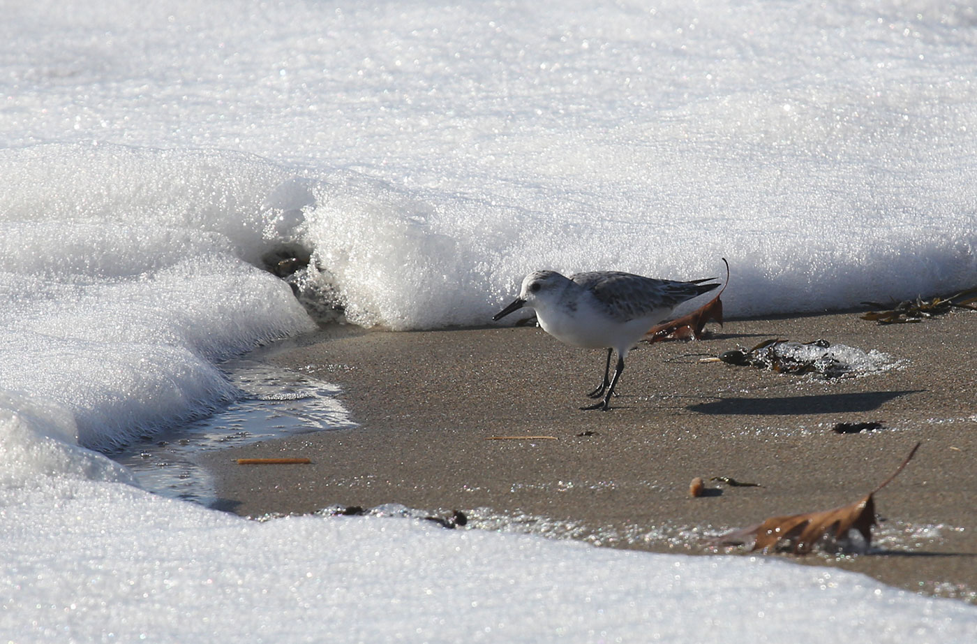 Sanderling in surf at Reid State Park