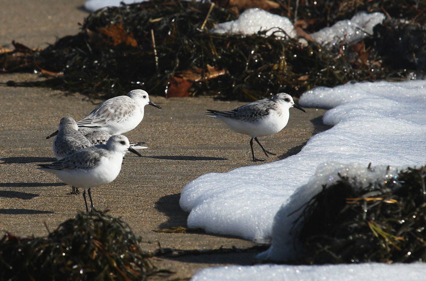 Sanderlings in surf at Reid State Park