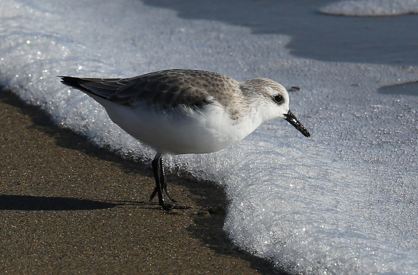 Sanderling in surf at Reid State Park