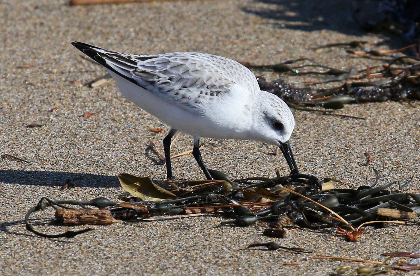 Sanderling in surf at Reid State Park