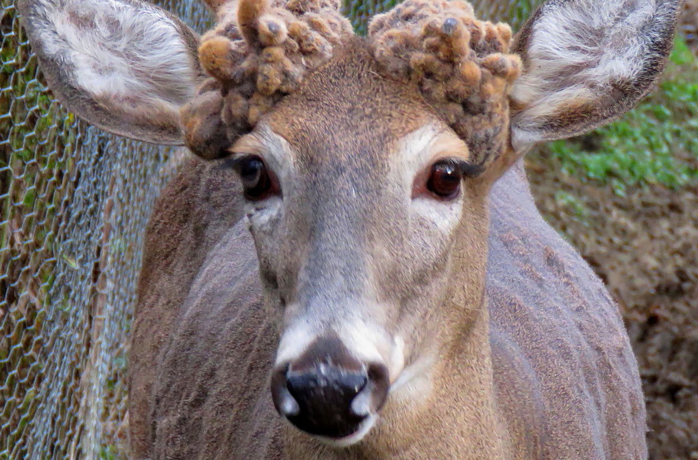 3 Critical Factors that Fuel Deer Antler Growth