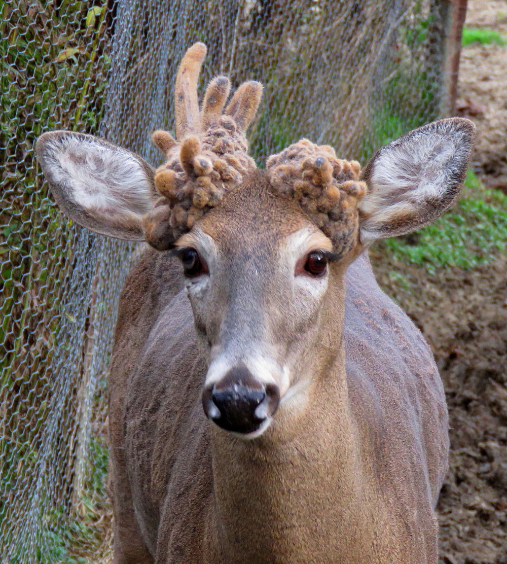 deer at Duck Pond