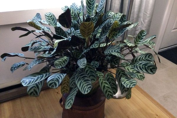 plant houseplant