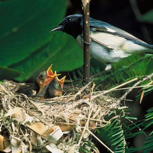 Black-throated Blue Warbler and babies