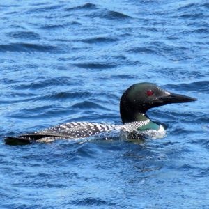 Common Loon in water