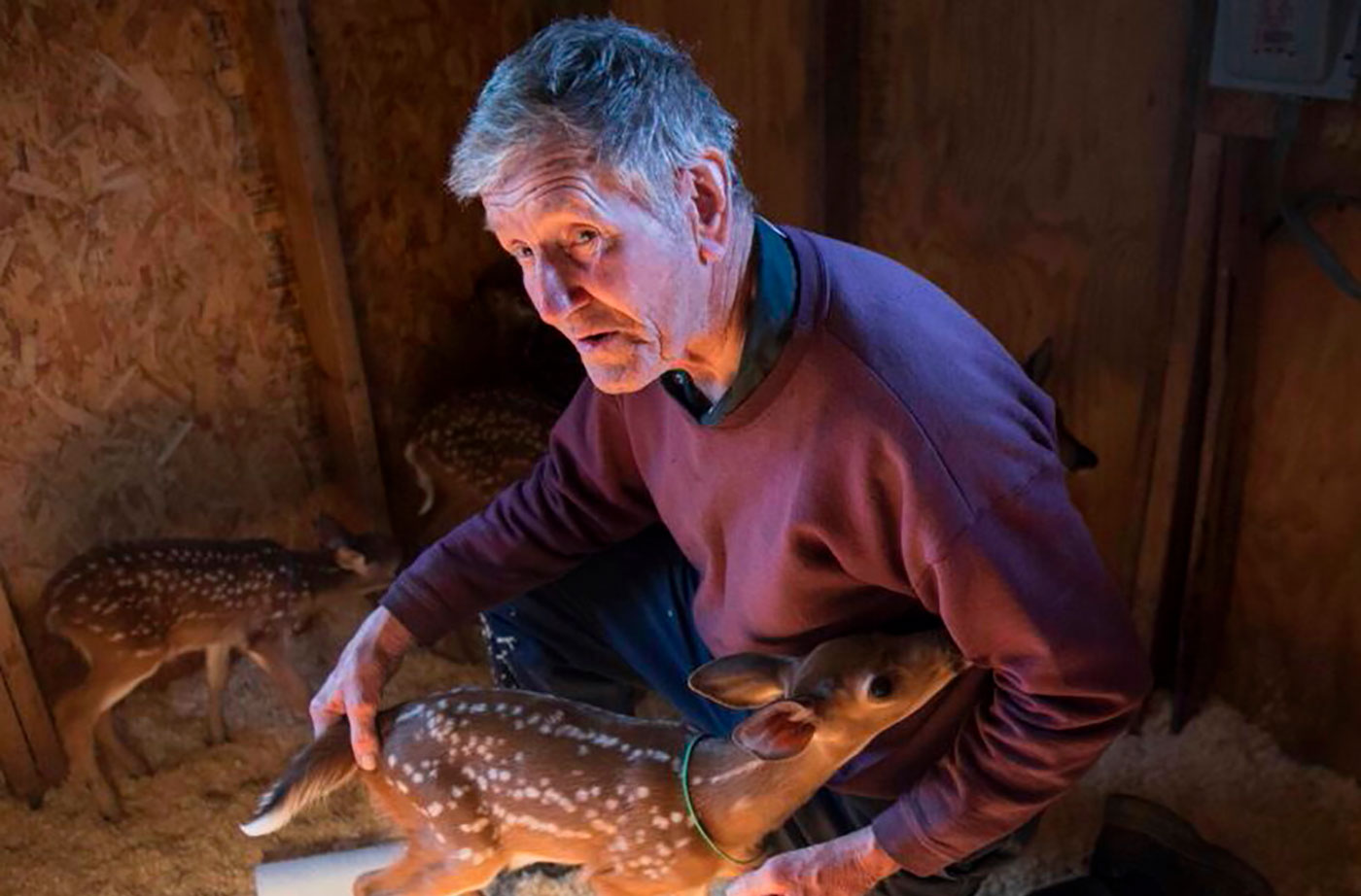 Don Cote inside a building with fawns