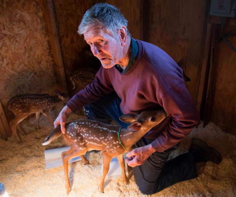 Don Cote inside a building with fawns