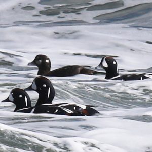 Harlequin Ducks in ocean