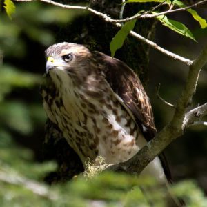 Juvenile Broad-winged Hawk in tree