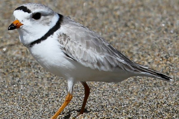 bird walking on sand