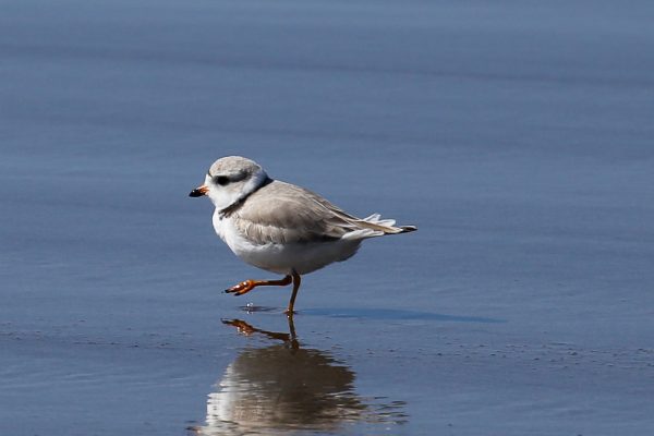 Piping Plover on beach