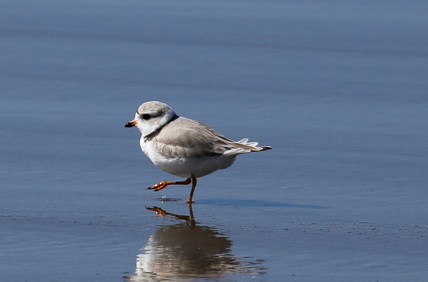 Piping Plover on beach