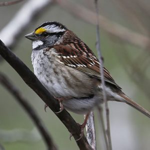 White-throated Sparrow