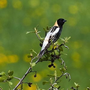 Bobolink