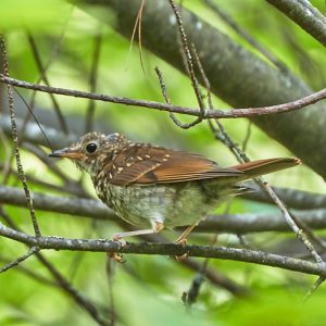 Juvenile Wood Thrush