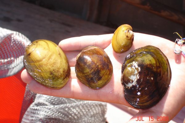 a handful of mussels being relocated in the Sebasticook River
