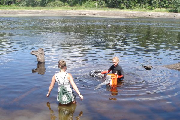 people wading in Sebasticook River while relocating mussels