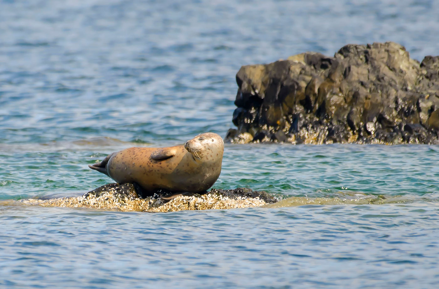 Seal in Penobscot Bay