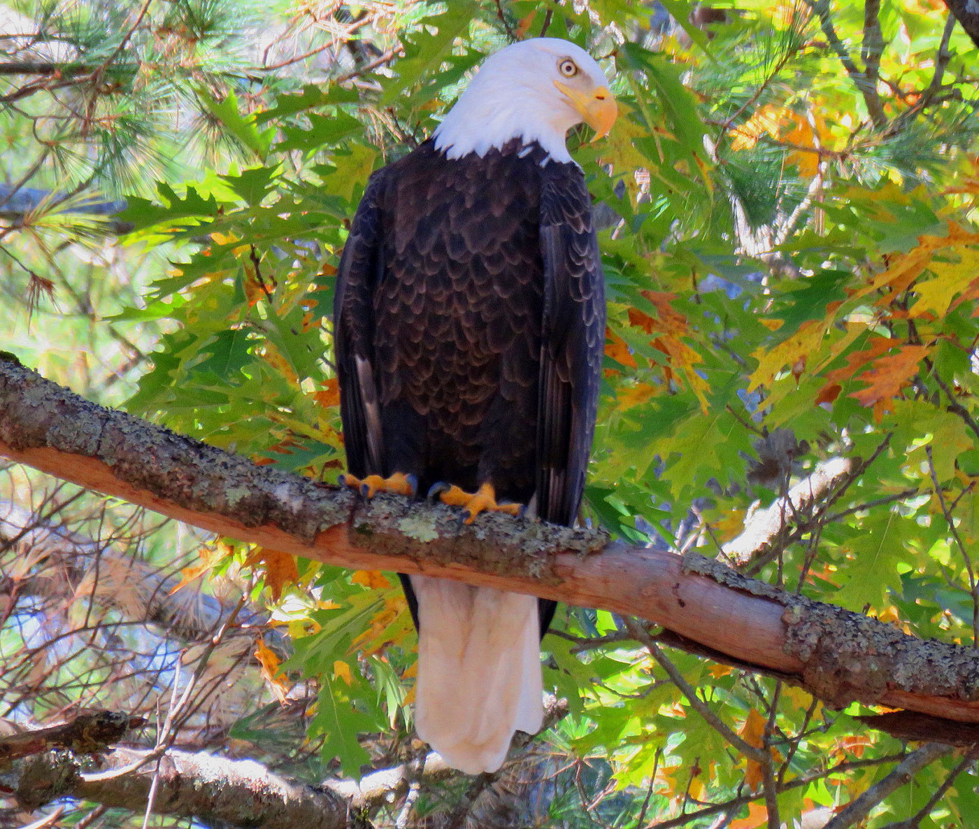 Bald Eagle in tree