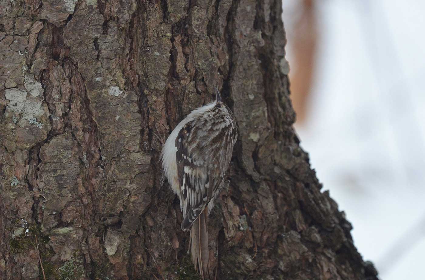 Brown Creeper at bottom of tree