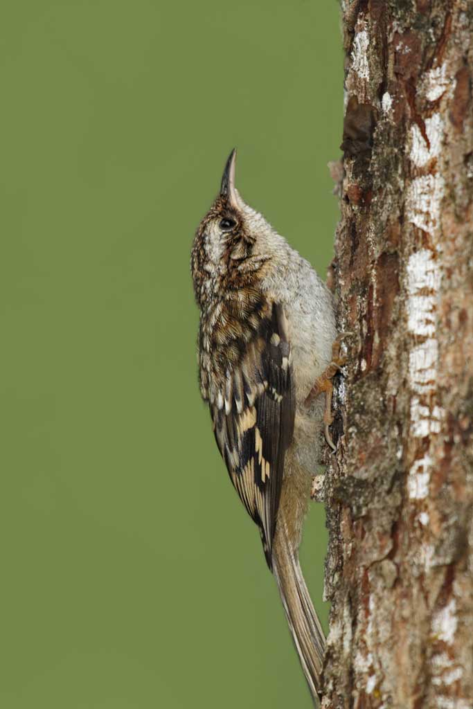 Brown Creeper on tree