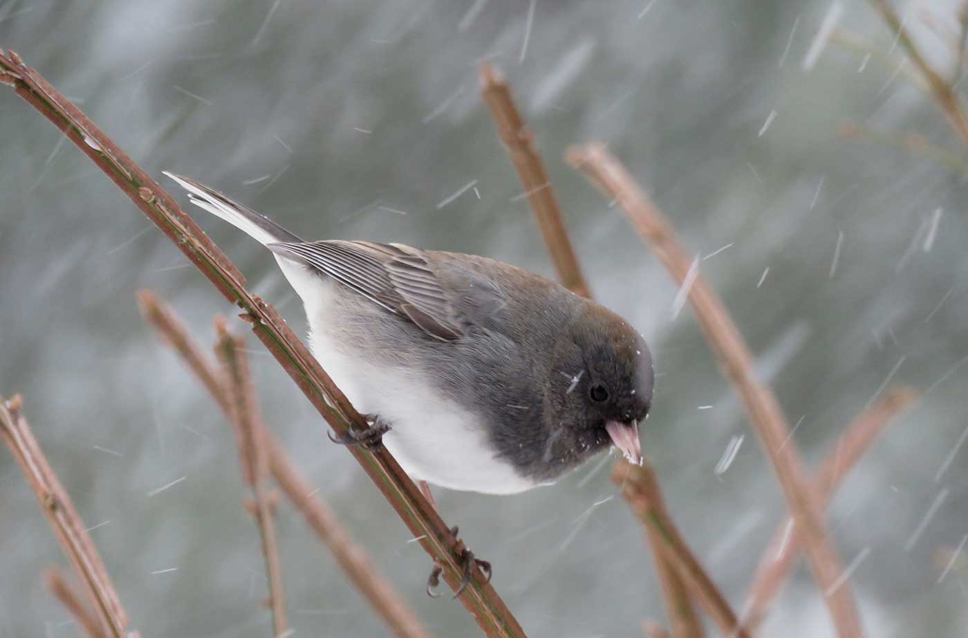 Dark-eyed Junco