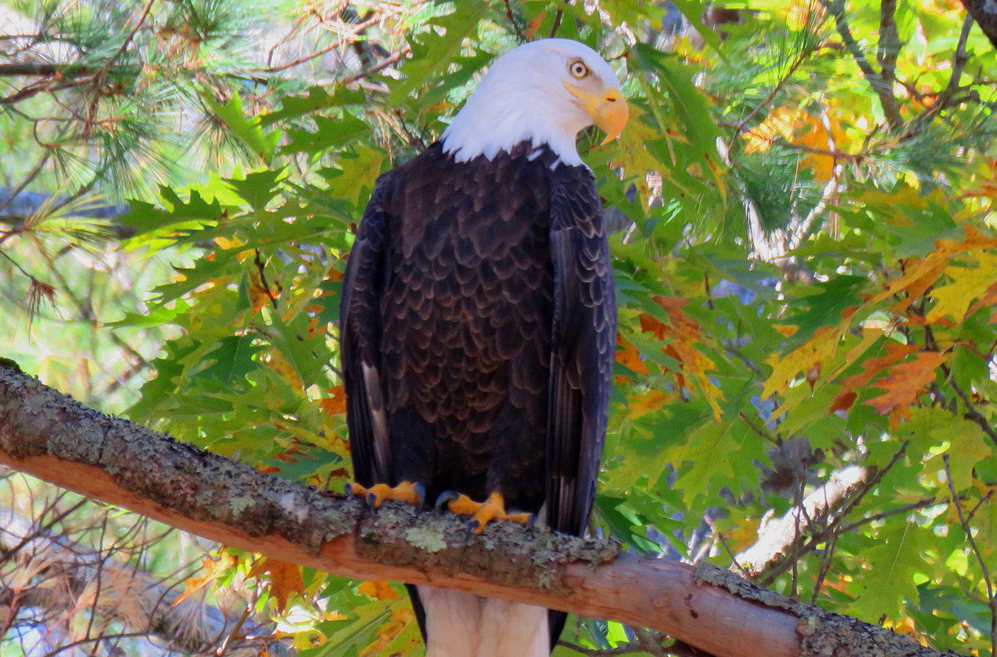 Bald Eagle in tree