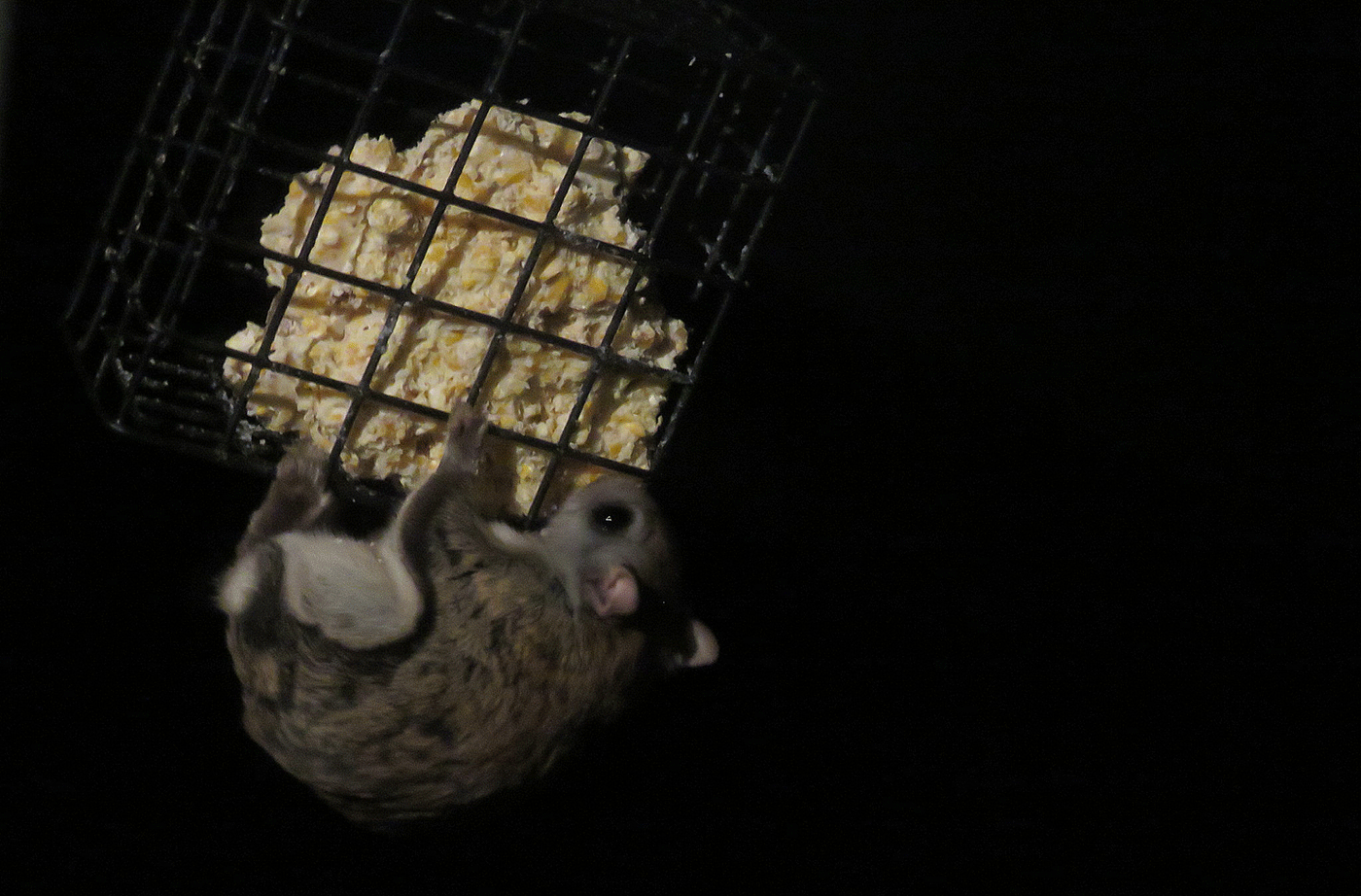 flying squirrel hanging from suet feeder