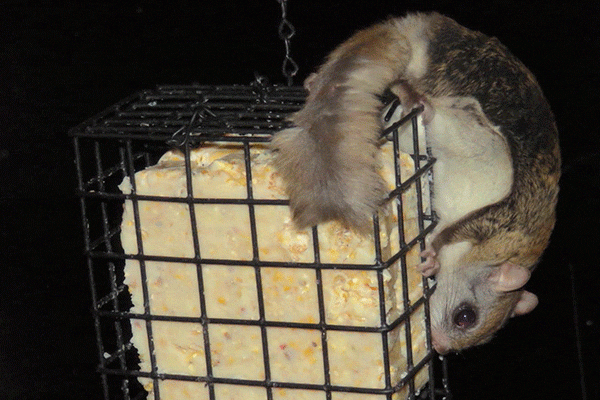 flying squirrel on suet feeder