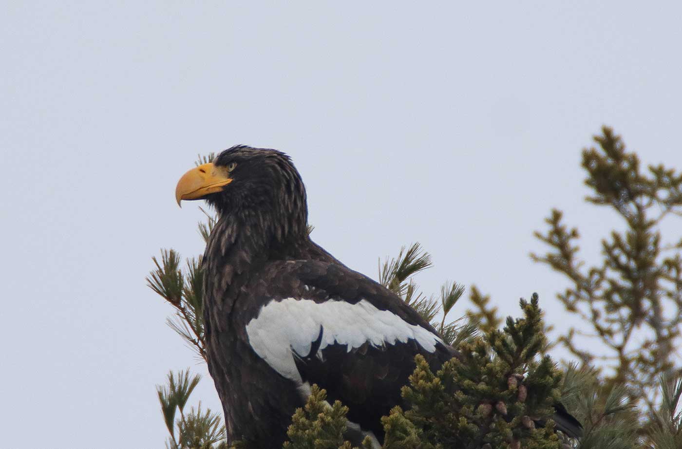 Steller's Sea-eagle in tree