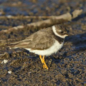 Common Winged Plover