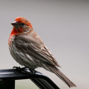 House Finch