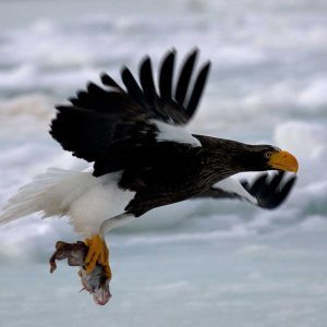 Steller's Sea-eagle flying