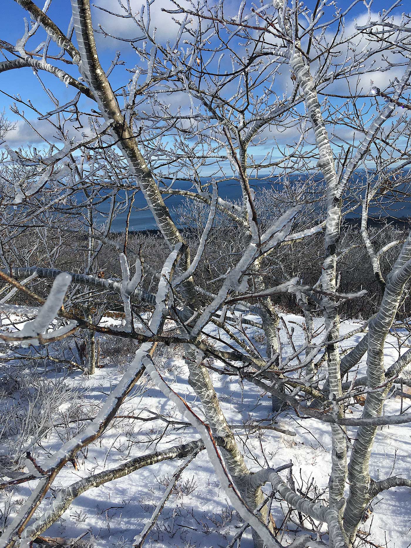 Icy trees on Mount Battie in Camden Hills State Park