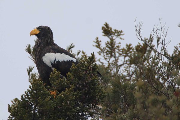 Steller's Sea-eagle in tree