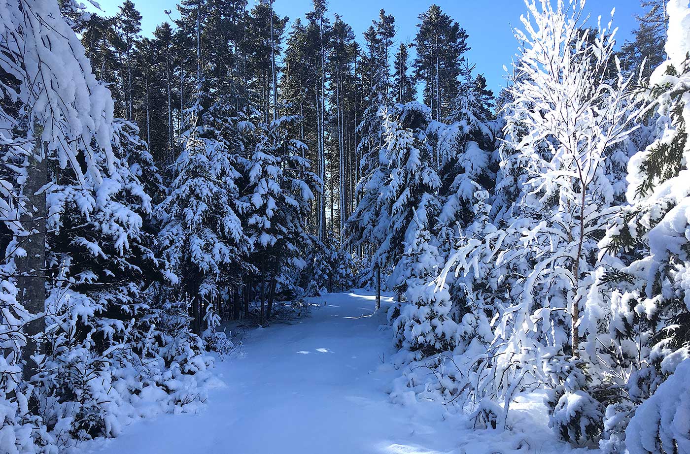 Woods Path in Tenants Harbor