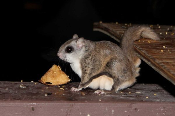 Flying squirrel at night with food