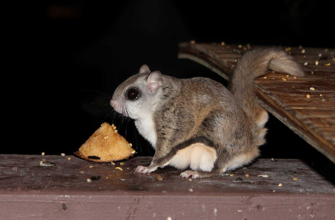 Flying squirrel at night with food
