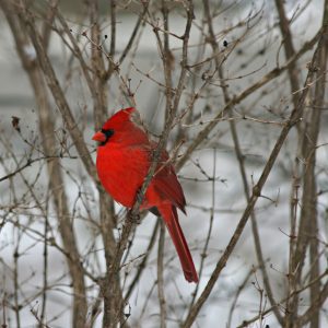 Northern Cardinal in tree