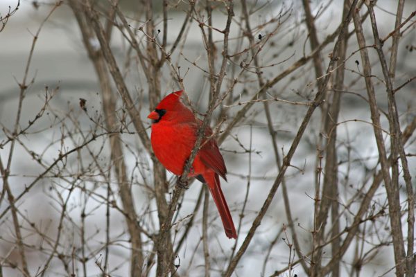 Northern Cardinal in tree