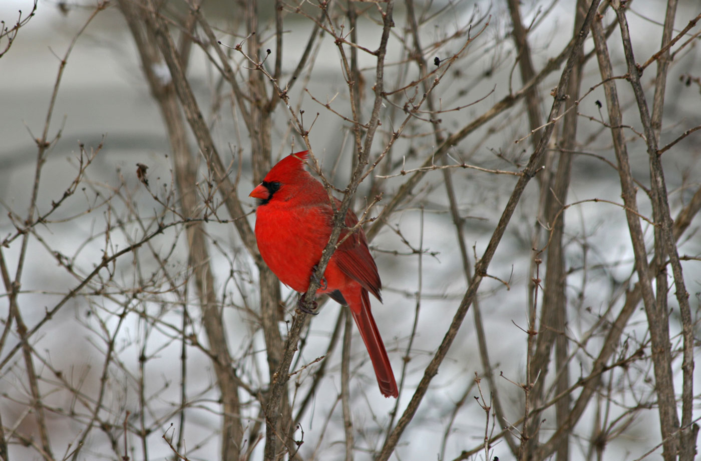 Northern Cardinal in tree