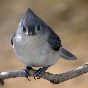 Tufted Titmouse perched on branch