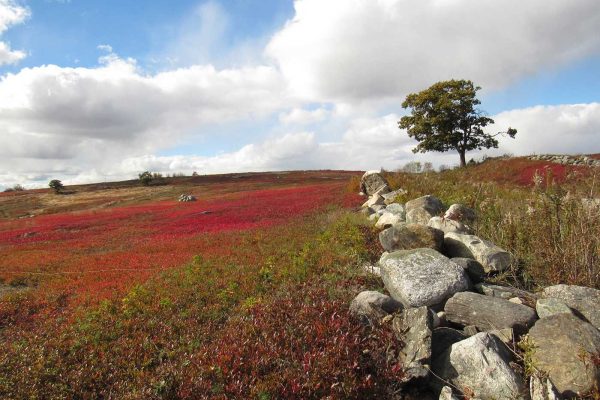 Blueberry barrens and stone wall