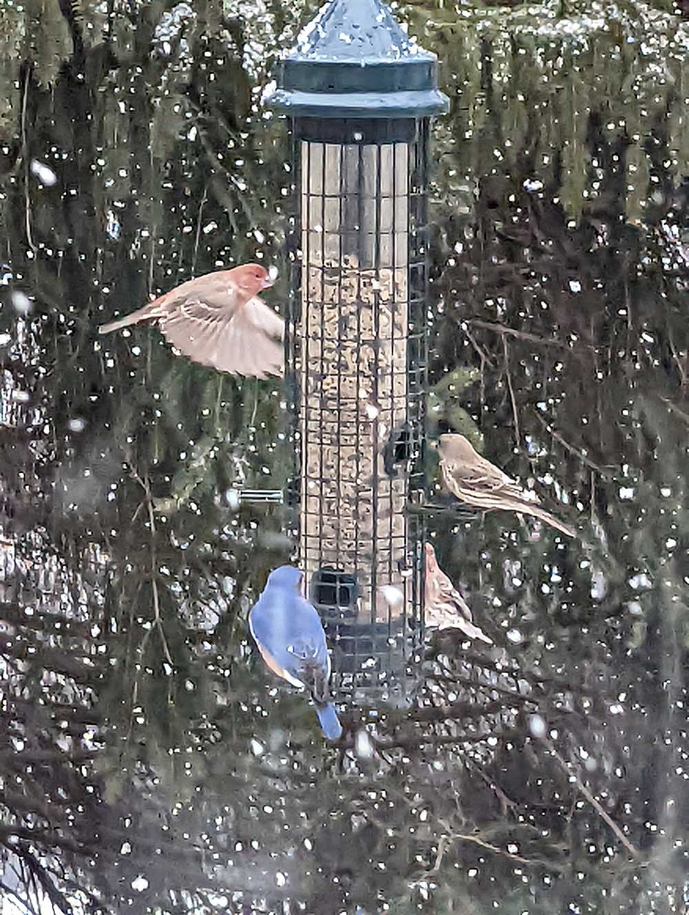 Birds flying and standing on bird feeder during snowstorm