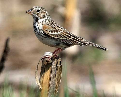 Vesper Sparrow facing left