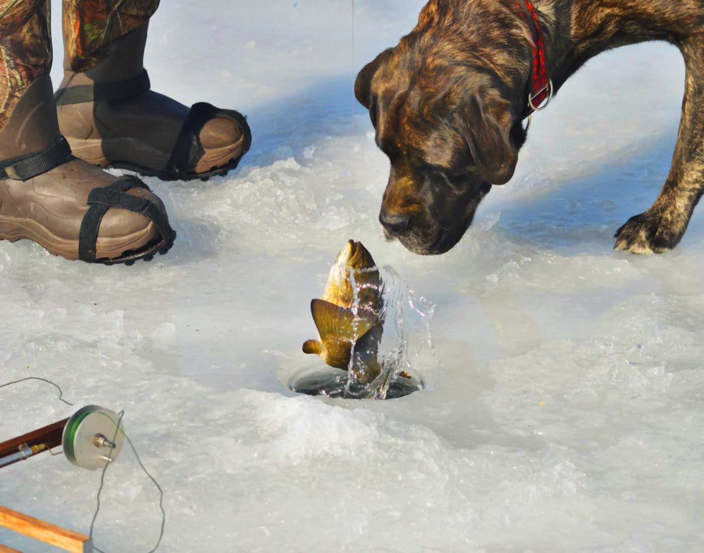 dog looking at fish coming out of ice fishing hole