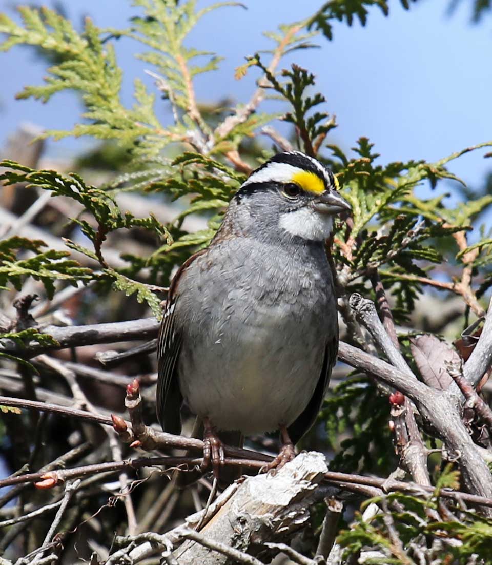 White-throated Sparrow 