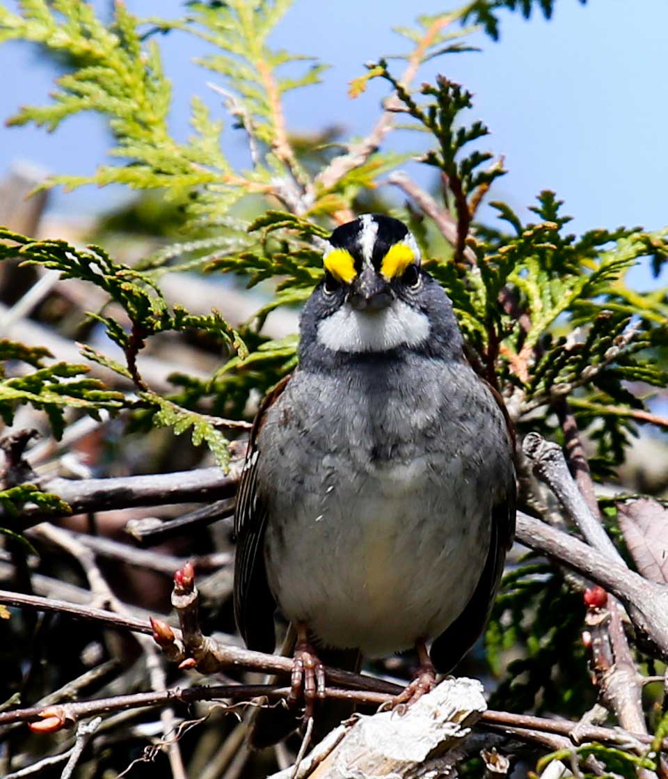 White-throated Sparrow looking directly at camera