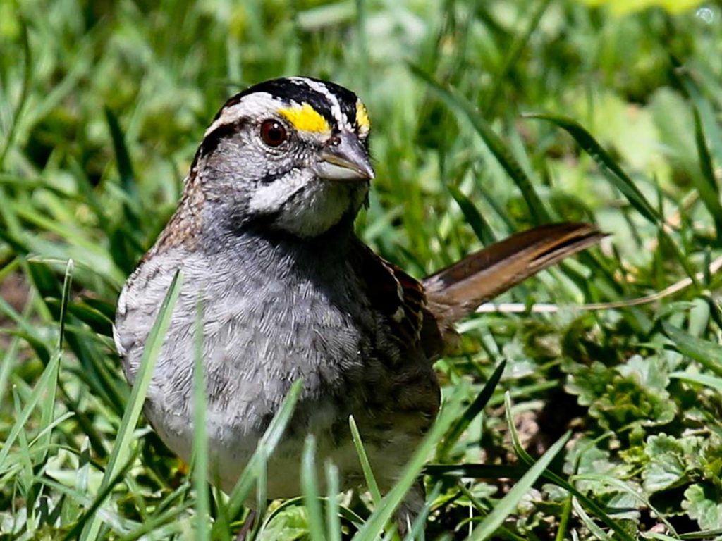 White-throated Sparrow 